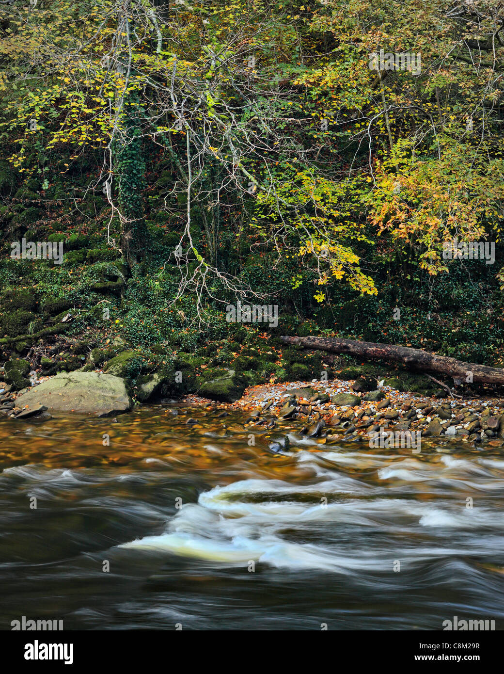Bunte Herbstlaub Strid Wood an den Ufern des Flusses Wharfe in Wharfedale, Yorkshire, England Stockfoto