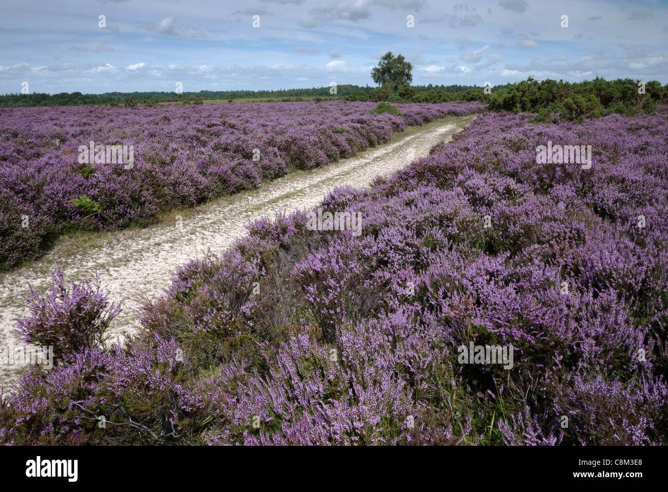 New Forest, Heidekraut in voller Blüte, Track, Hampshire, England, Großbritannien Stockfoto