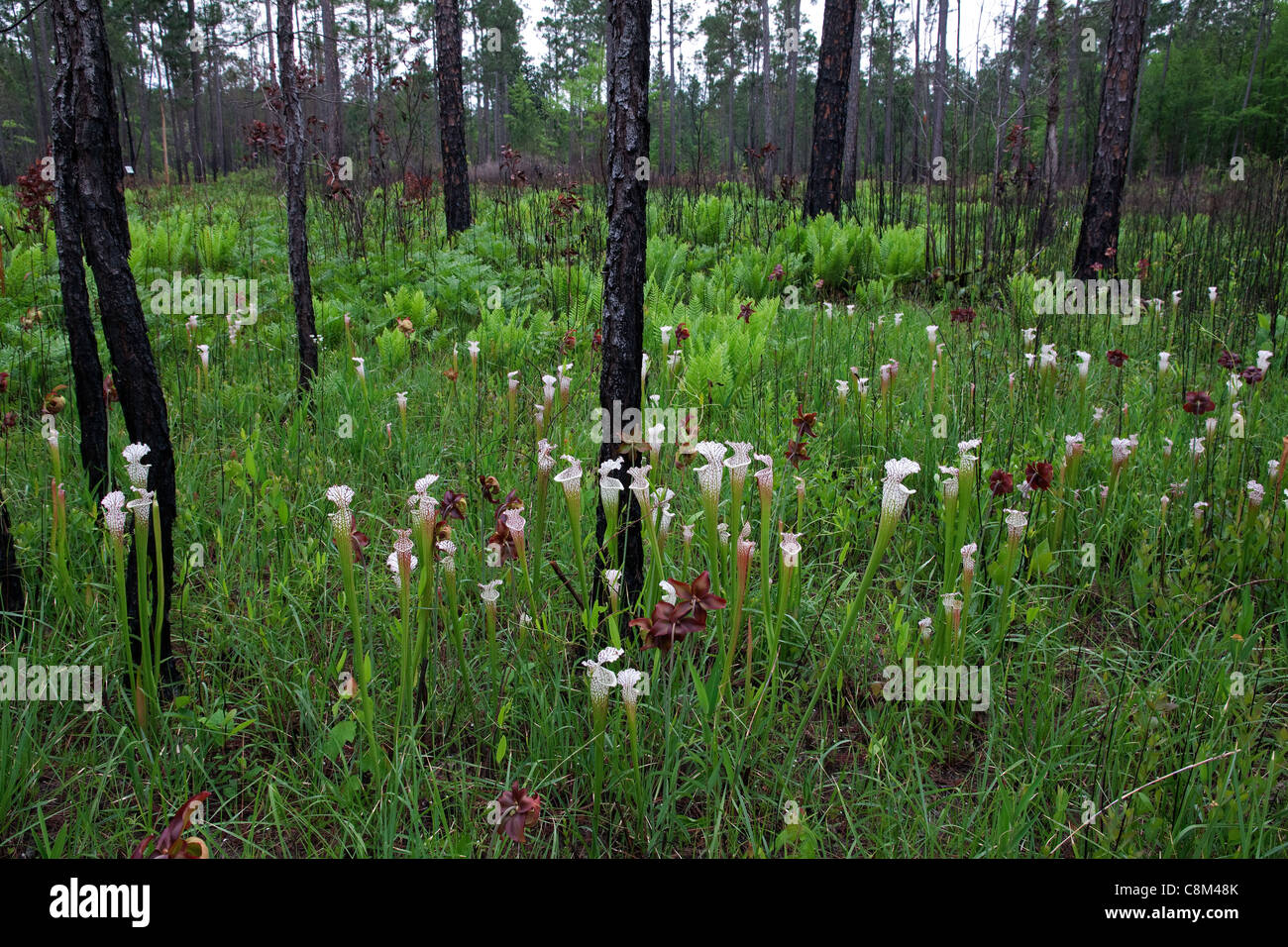 Weiß gekrönt Kannenpflanzen Sarracenia Leucophylla Versickerung Moor mit Longleaf Kiefern Pinus Palustris Alabama USA Stockfoto