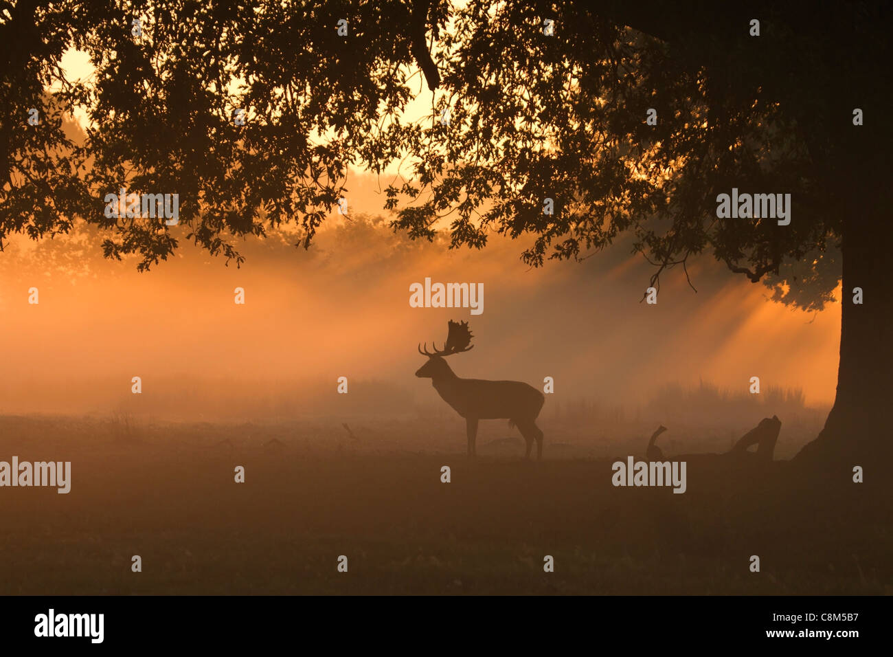 Damwild, Dama Dama buck Silhouette im frühen Morgenlicht Stockfoto
