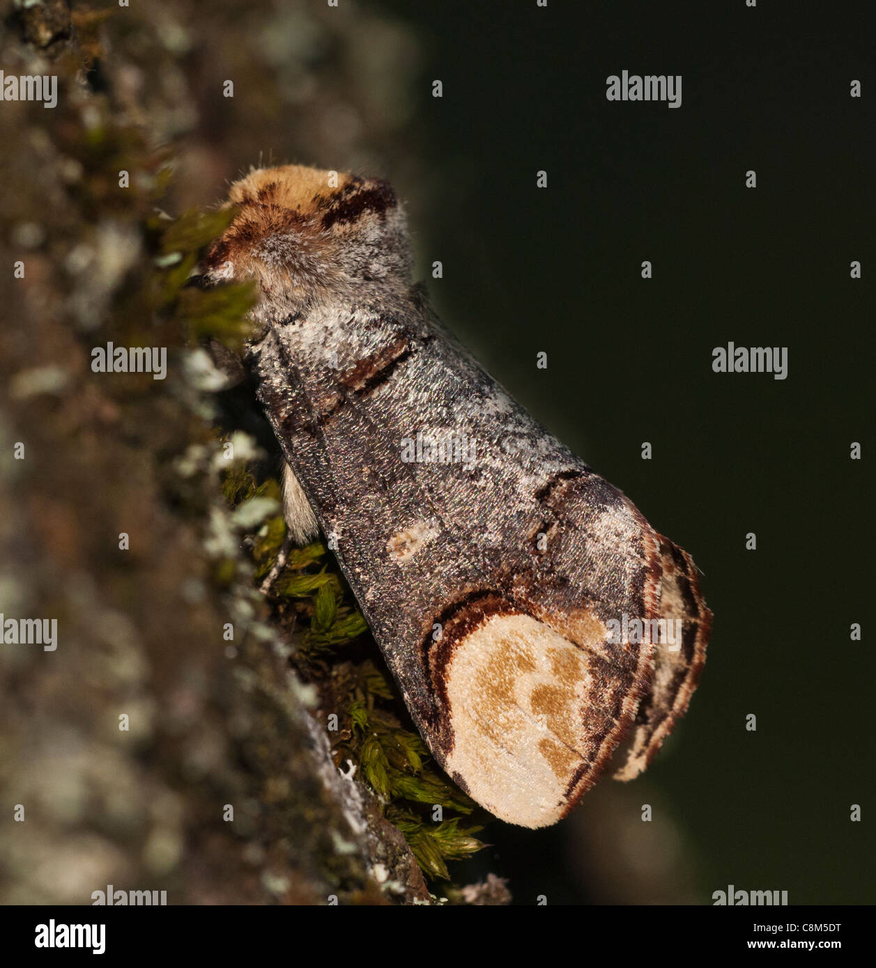 Buff Tipp Motte zeigt seine Zweig wie Qualitäten für die Verkleidung verwendet. Stockfoto