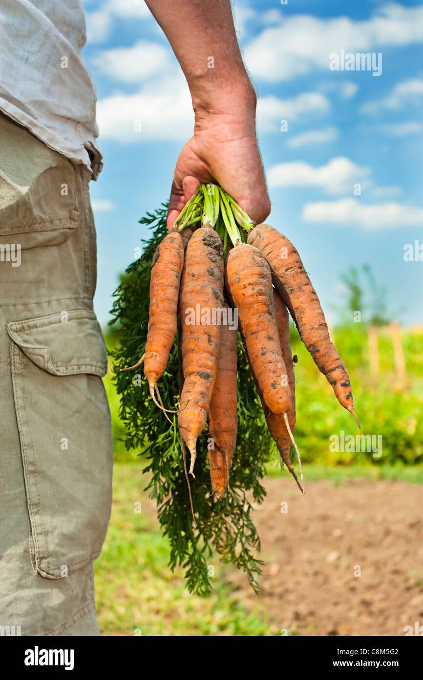Teilweise Bild eines männlichen Bauern / Gärtner sammeln Karotten Ernte an einem Sommertag Stockfoto