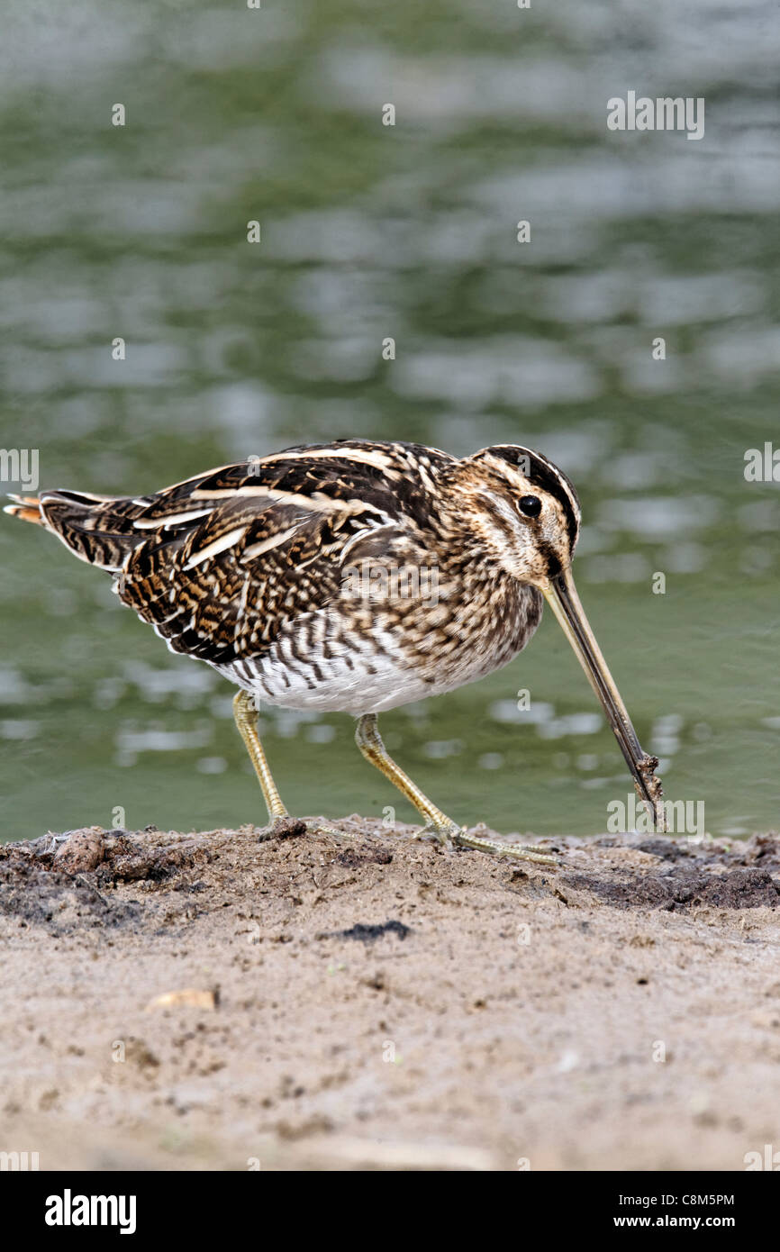 Bekassine Gallinago Gallinago, einzelne Vogel durch Wasser, Warwickshire, Oktober 2011 Stockfoto