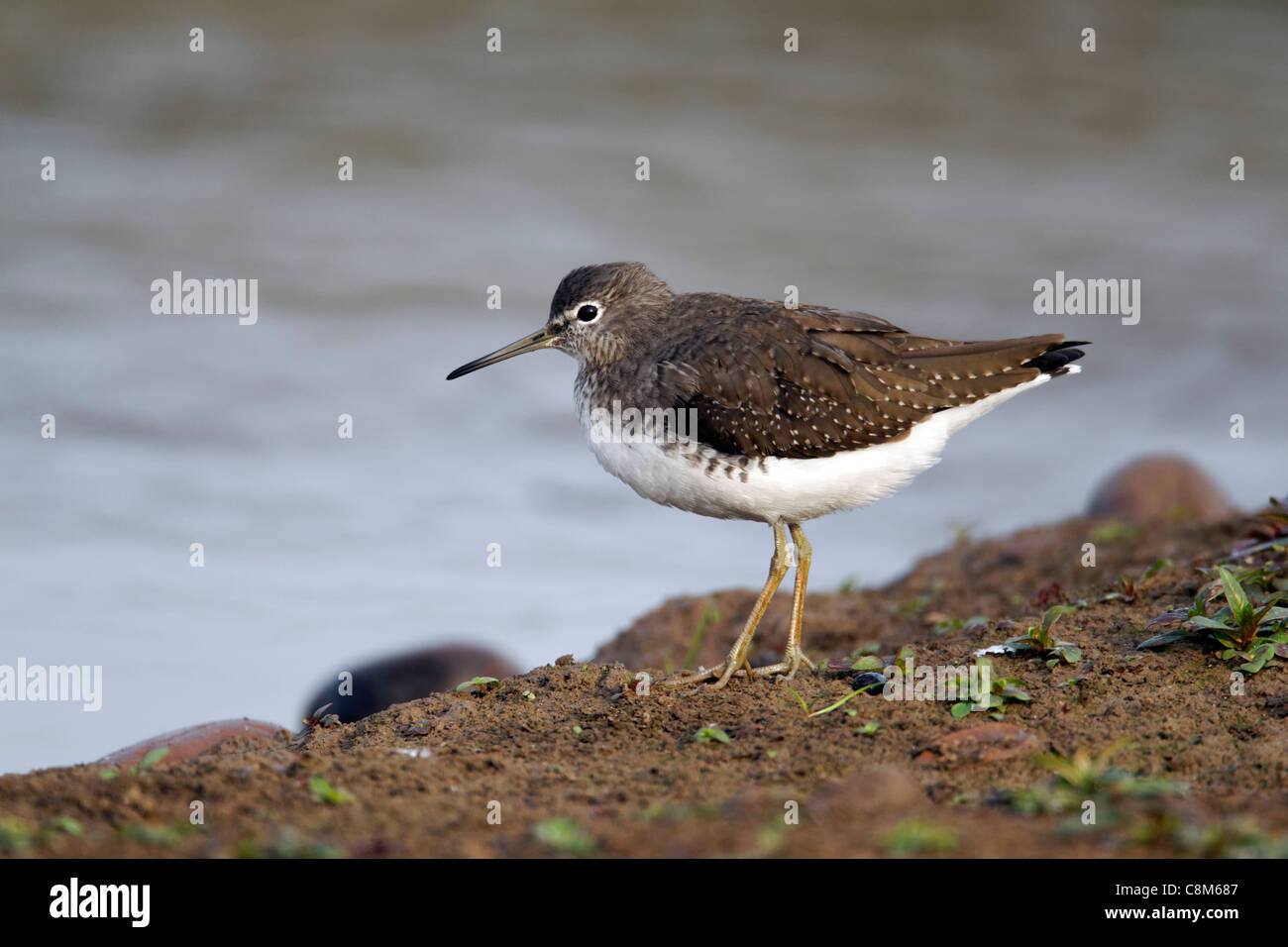 Grüne Flussuferläufer, Tringa Ochropus, einziger Vogel am Rand des Wassers, Warwickshire, Oktober 2011 Stockfoto Grüne Flussuferläufer, Tringa Ochropus, einziger Vogel am Rand des Wassers, Warwickshire, Oktober 2011 Stockfoto