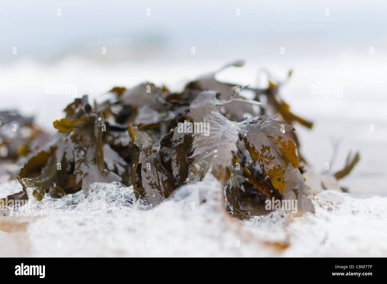 Blasentang Algen angespült an einem Strand in Schottland. Stockfoto