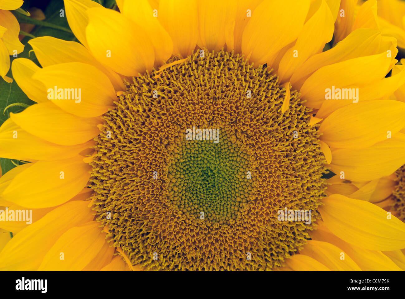 Nahaufnahme einer Sonne Blume zum Verkauf an einen örtlichen Bauernmarkt. Stockfoto