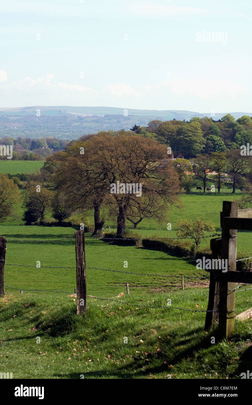 Esche in eine Hecke auf der Grenze zwischen einem Feld Alderley Edge Cheshire England Stockfoto