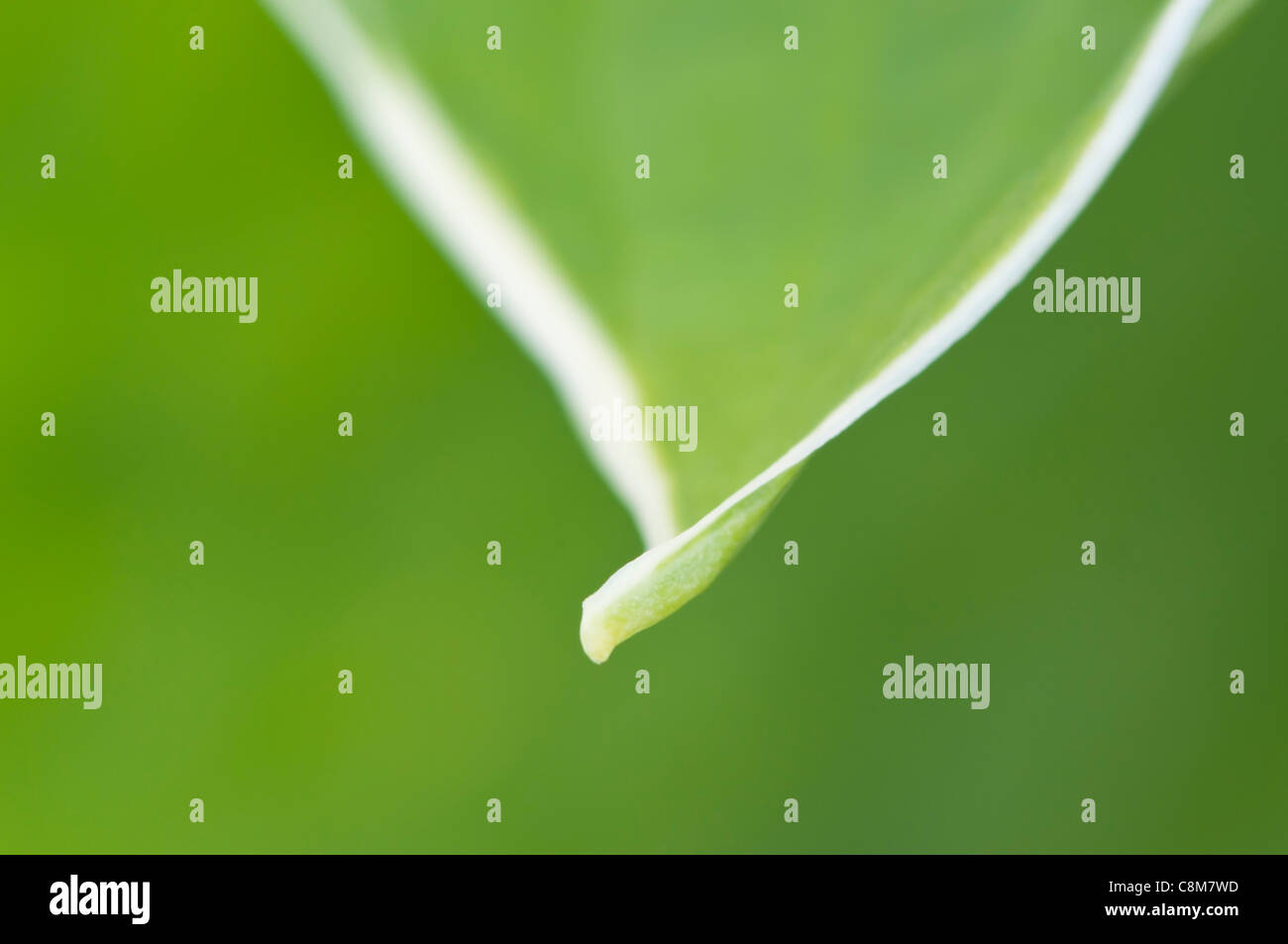 Die Spitze der Schneide bunt Hosta Blatt vor einem grünen Hintergrund. Stockfoto