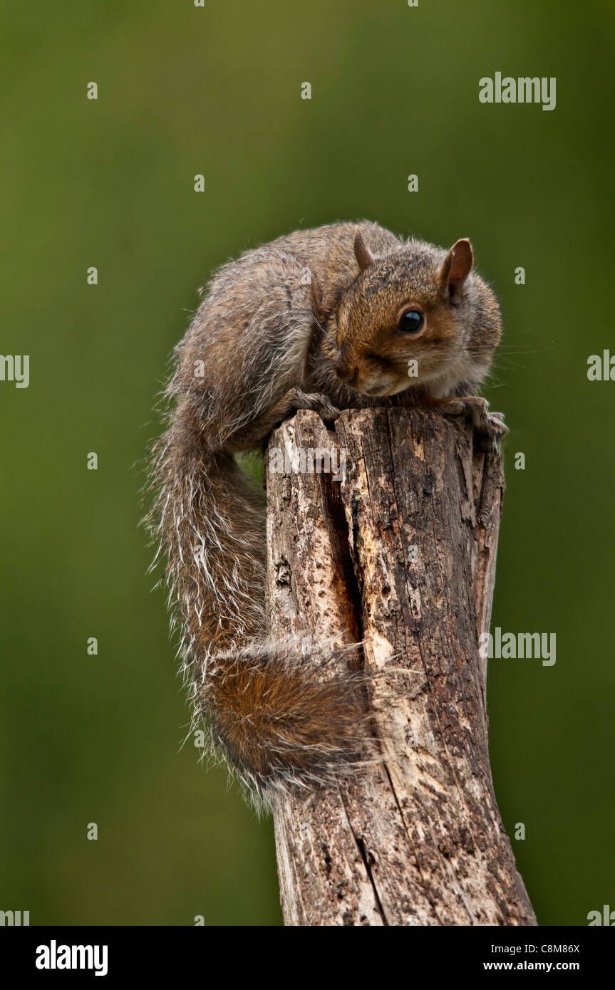 Eine graue Eichhörnchen einen Eindringling aus Nordamerika losgelassen von 19. Jahrhundert Grundbesitzern gesehen hier auf einem hohen Ast in einem Waldgebiet. Stockfoto