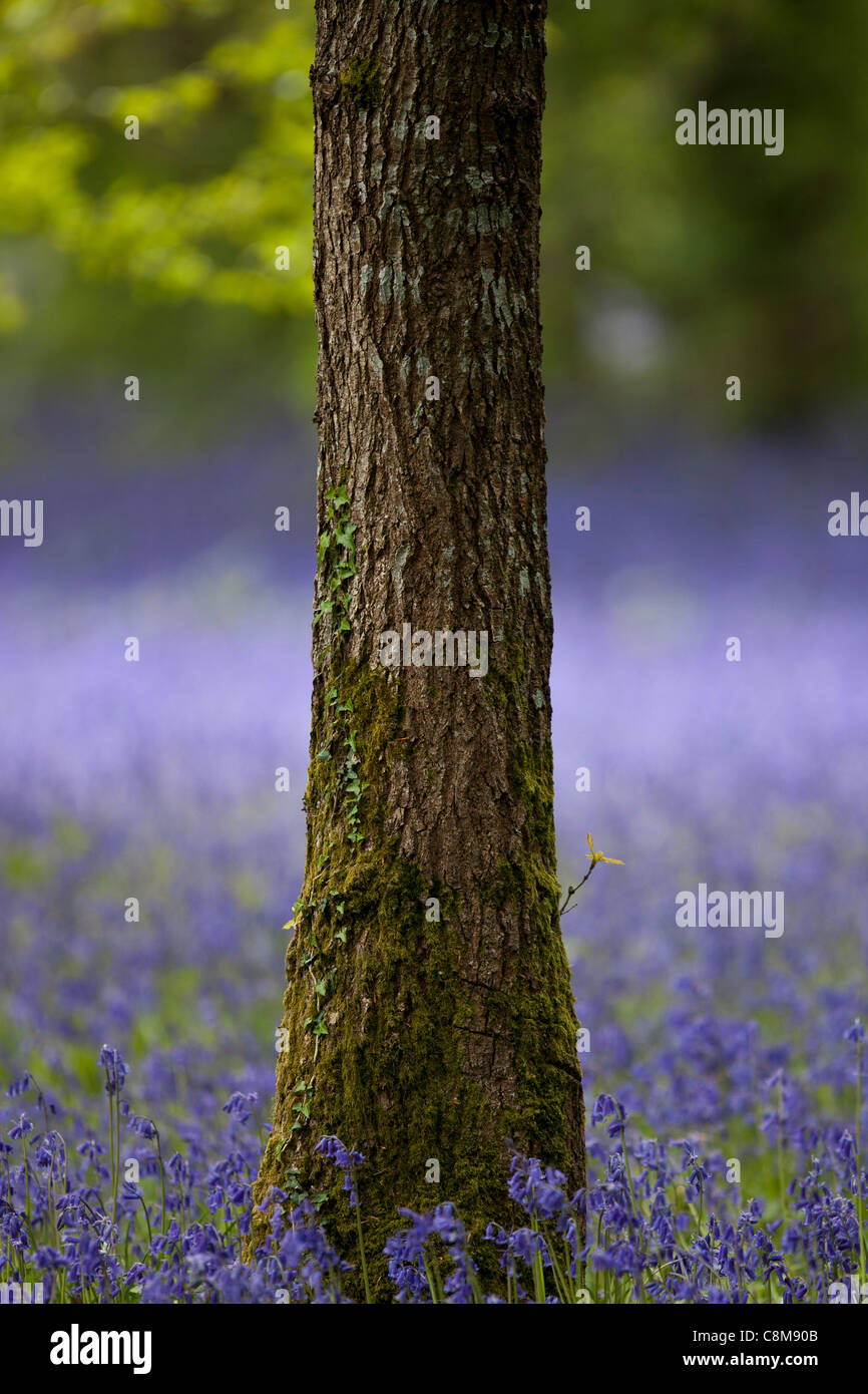 Esche Stamm umgeben von blauen Glocken Enys Gärten Penryn cornwall Stockfoto