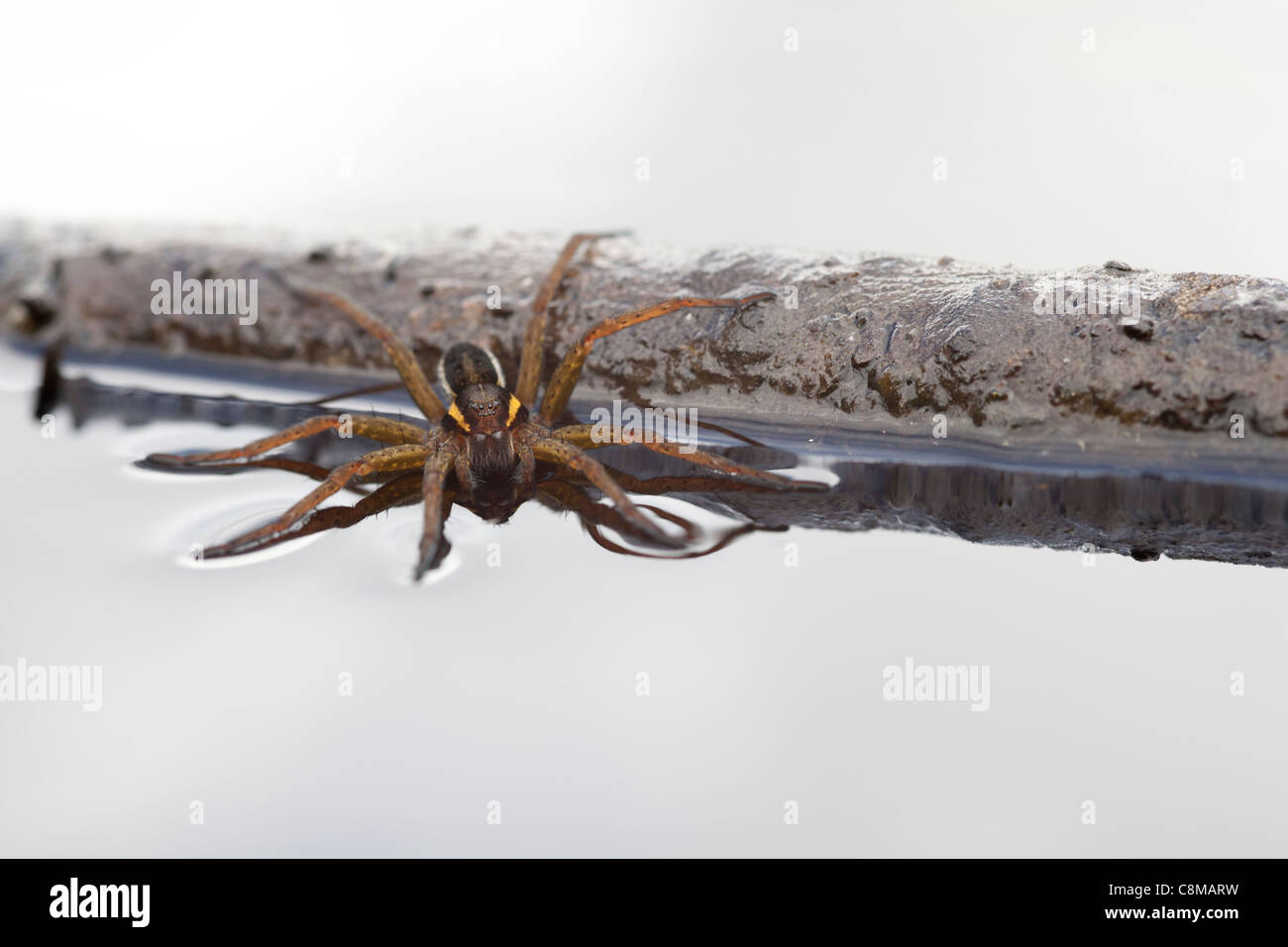 Floß Spinne sitzt auf der Oberfläche des Wassers bei Arne Nature reserve dorset Stockfoto