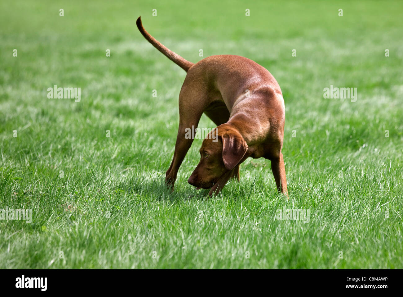 Magyar Vizsla-Jagdhund mit goldenen Rost Fell (Canis Lupus Familiaris) schnüffeln im Feld, Belgien Stockfoto