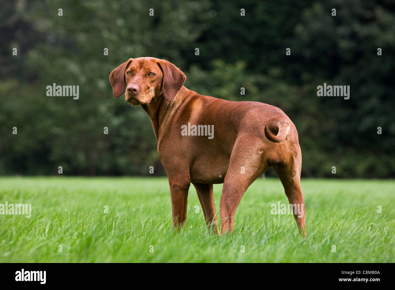 Magyar Vizsla-Jagdhund mit goldenen Rost Fell (Canis Lupus Familiaris) im Garten, Belgien Stockfoto
