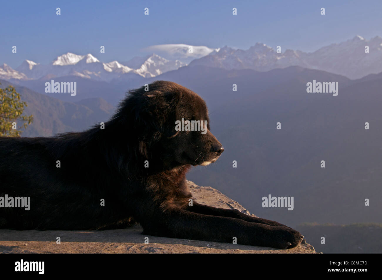 Hund im frühen Morgenlicht mit Kangchenjunga im Hintergrund Pelling Sikkim Indien Stockfoto