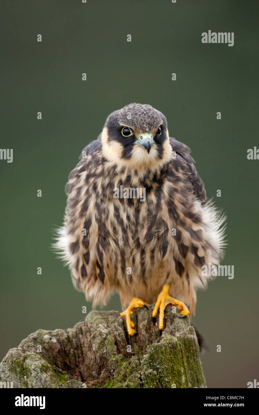 Hobby; Falco Subbuteo; Juvenile; UK Stockfoto