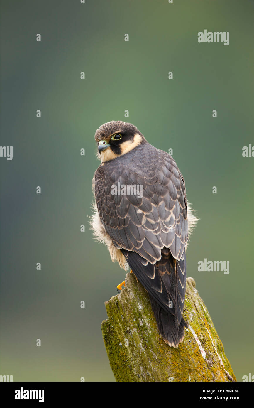 Hobby; Falco Subbuteo; Juvenile; UK Stockfoto