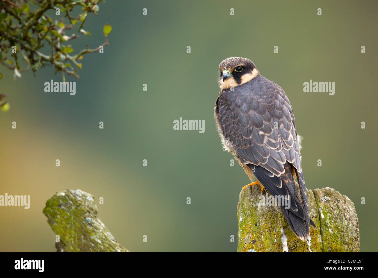 Hobby; Falco Subbuteo; Juvenile; UK Stockfoto