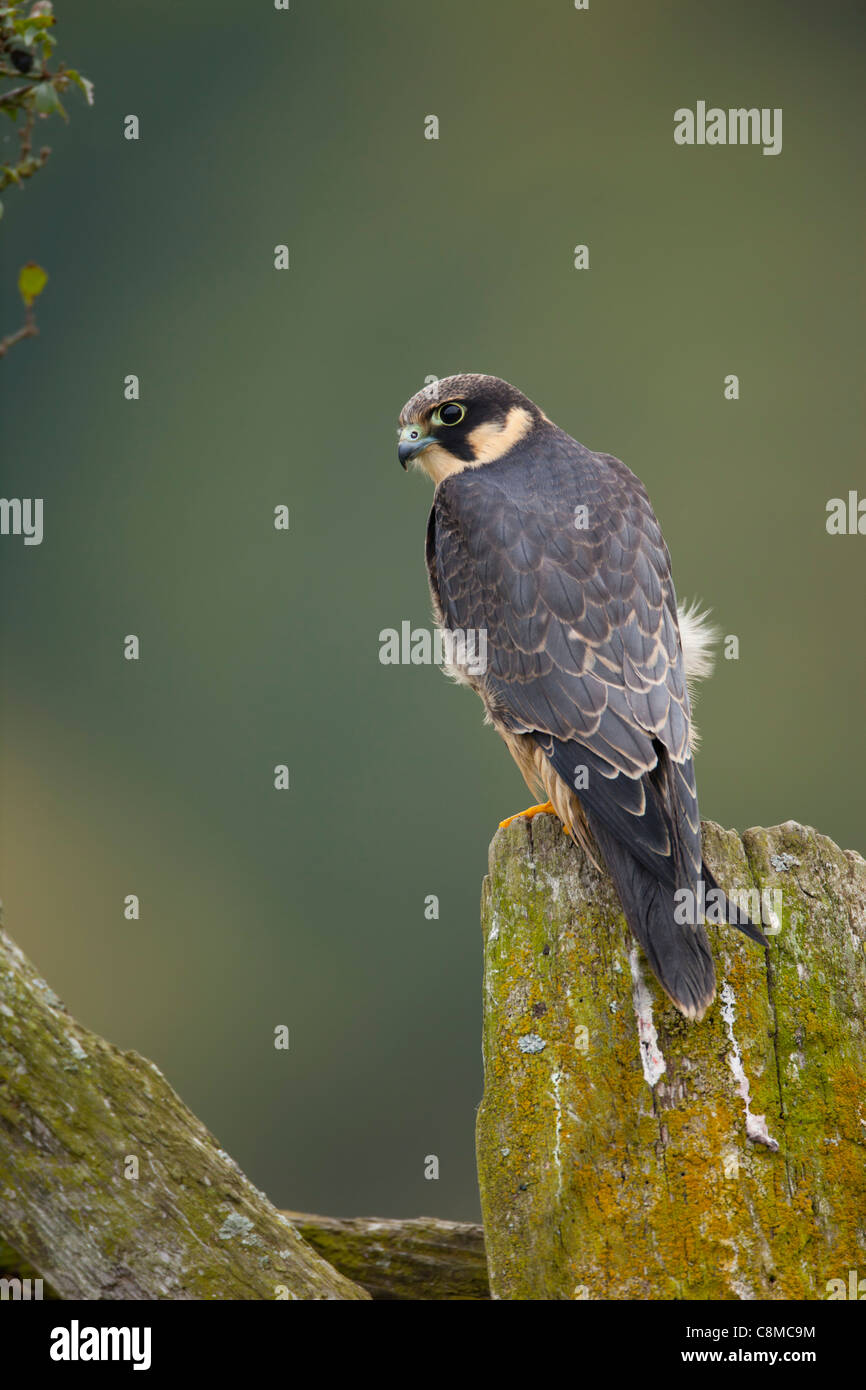 Hobby; Falco Subbuteo; Juvenile; UK Stockfoto