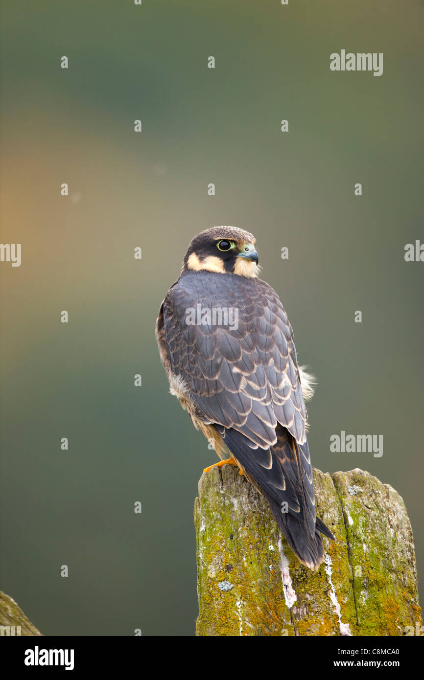 Hobby; Falco Subbuteo; Juvenile; UK Stockfoto