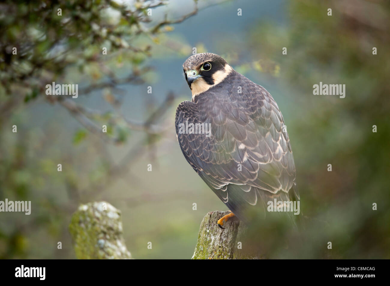 Hobby; Falco Subbuteo; Juvenile; UK Stockfoto