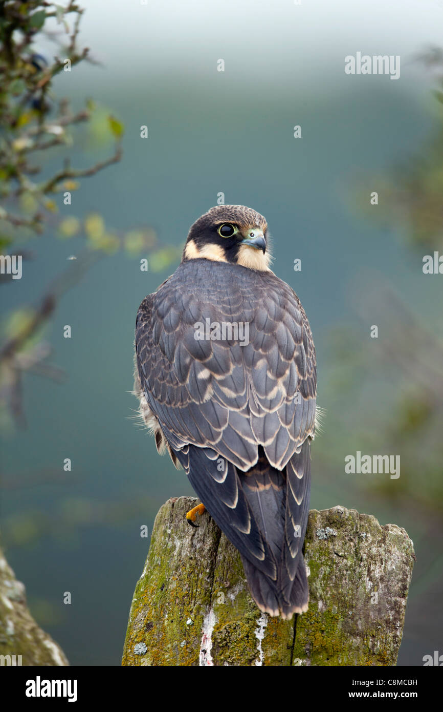 Hobby; Falco Subbuteo; Juvenile; UK Stockfoto