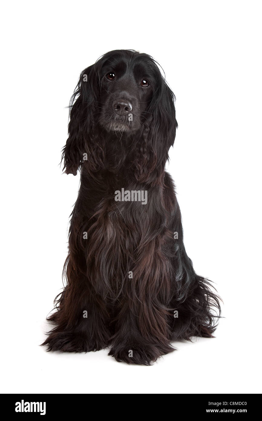English Cocker Spaniel vor einem weißen Hintergrund Stockfoto