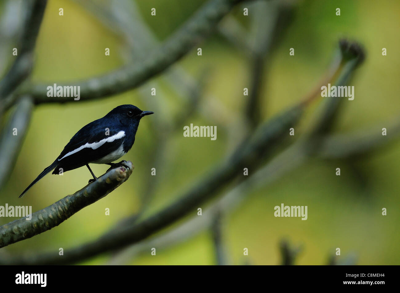 Eine orientalische Magpie Robin auf einem Ast Stockfoto