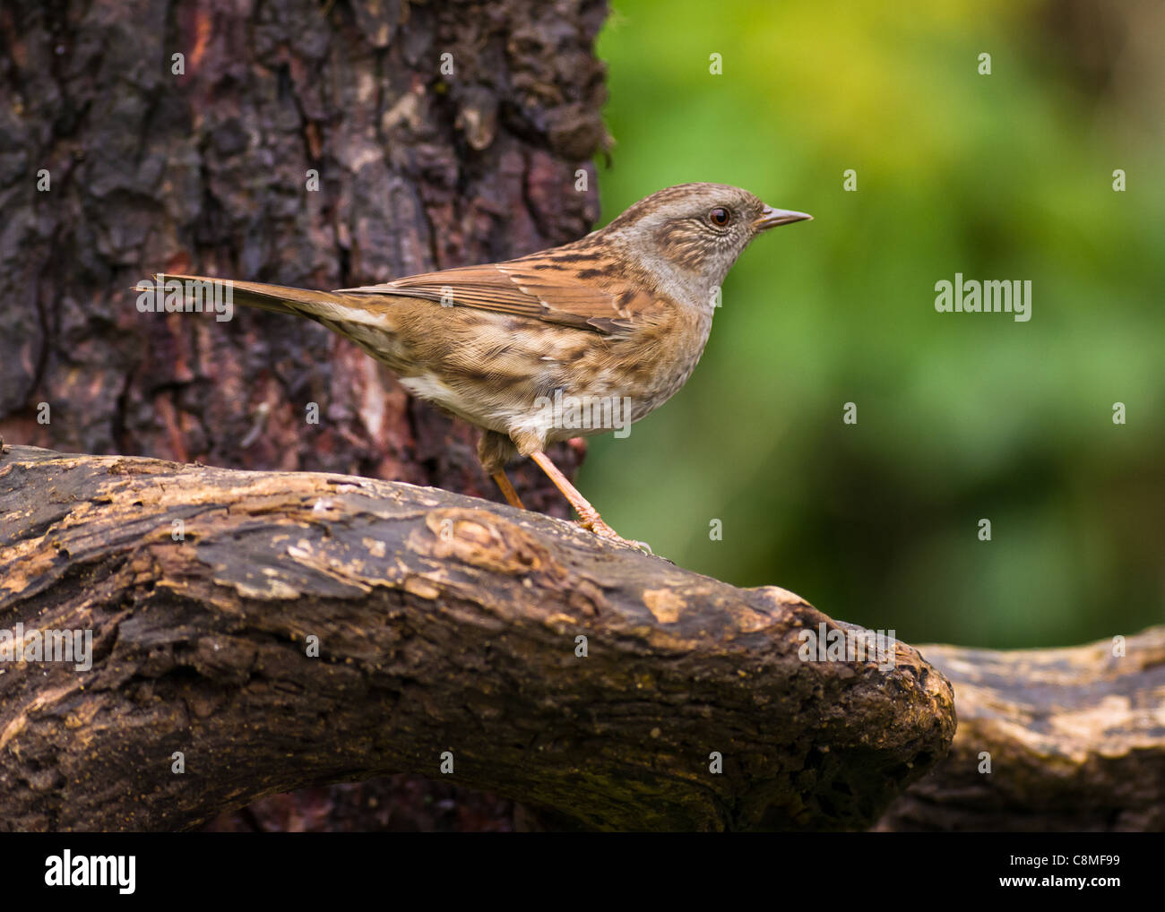 Dunnock (Phasianus colchicus) Stockfoto