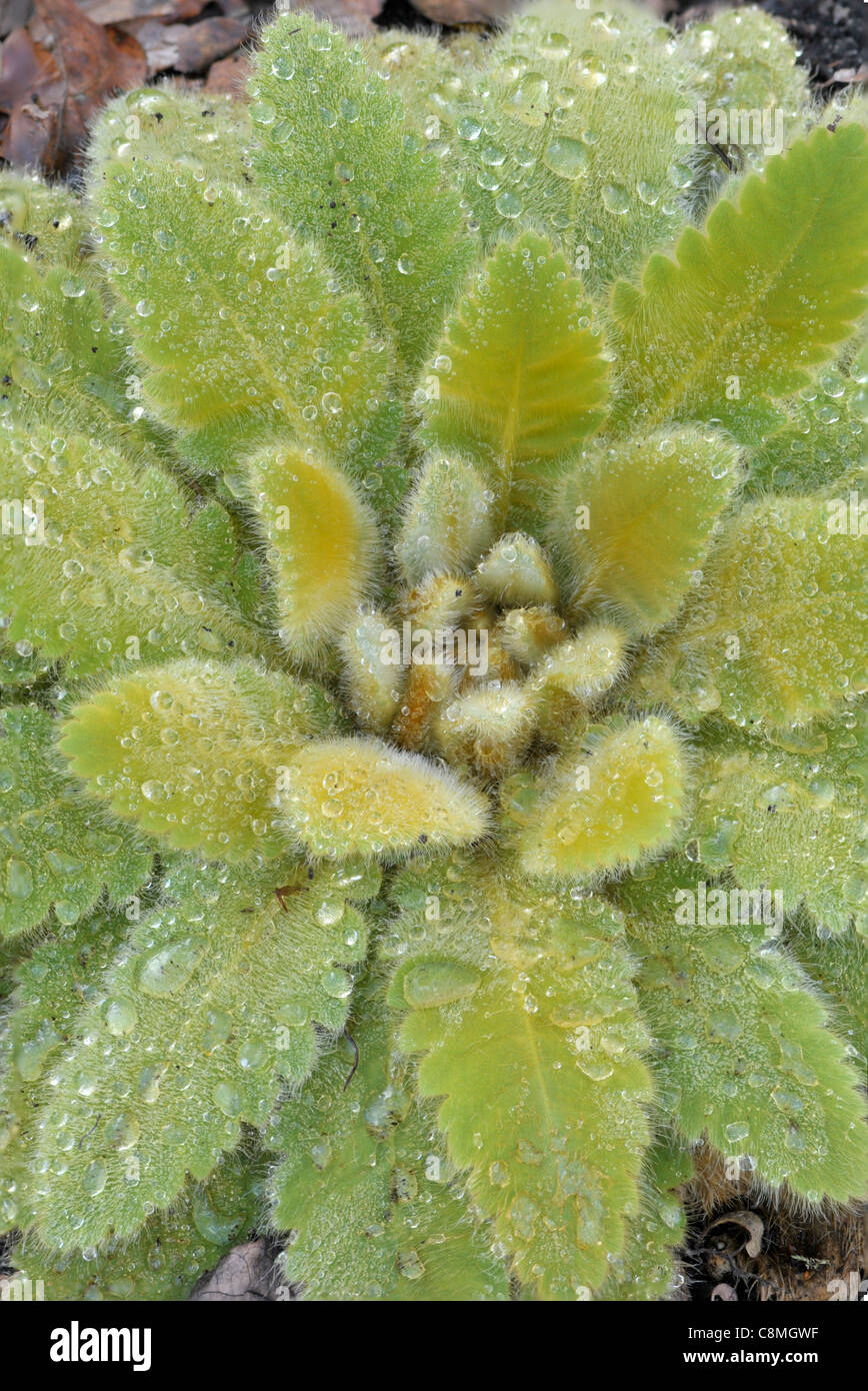 Meconopsis Paniculata "Ginger Snap" Fokus gestapelten Bild, mit 6 Bildern. Stockfoto