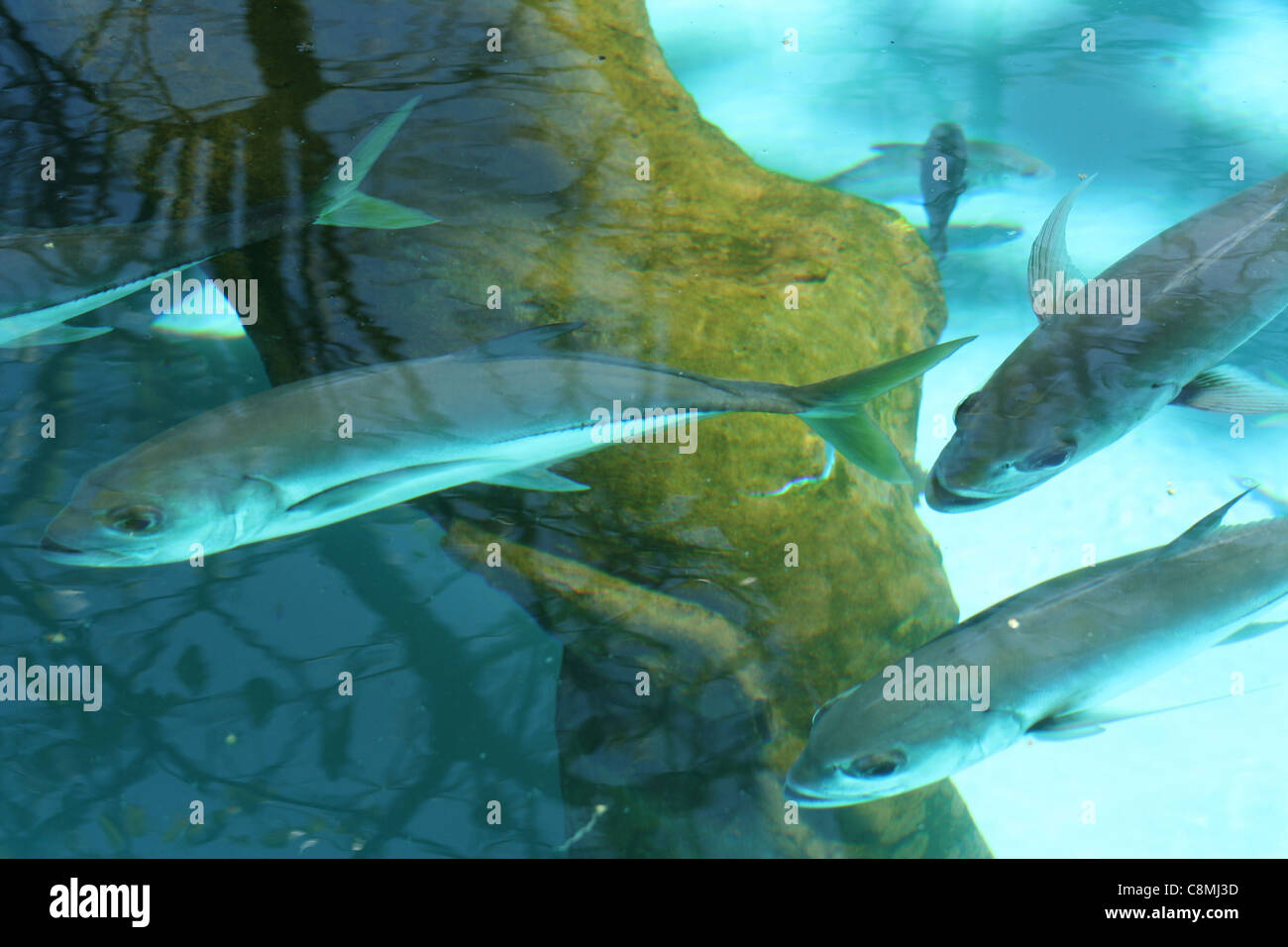 einige Fische, Thunfisch in Wasser bleu Stockfoto