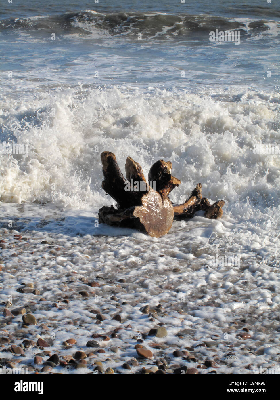 Ein großes Stück Treibholz wird angeschlagen durch Ebbe und Flut von einer Flut an einem steinigen Strand. Stockfoto