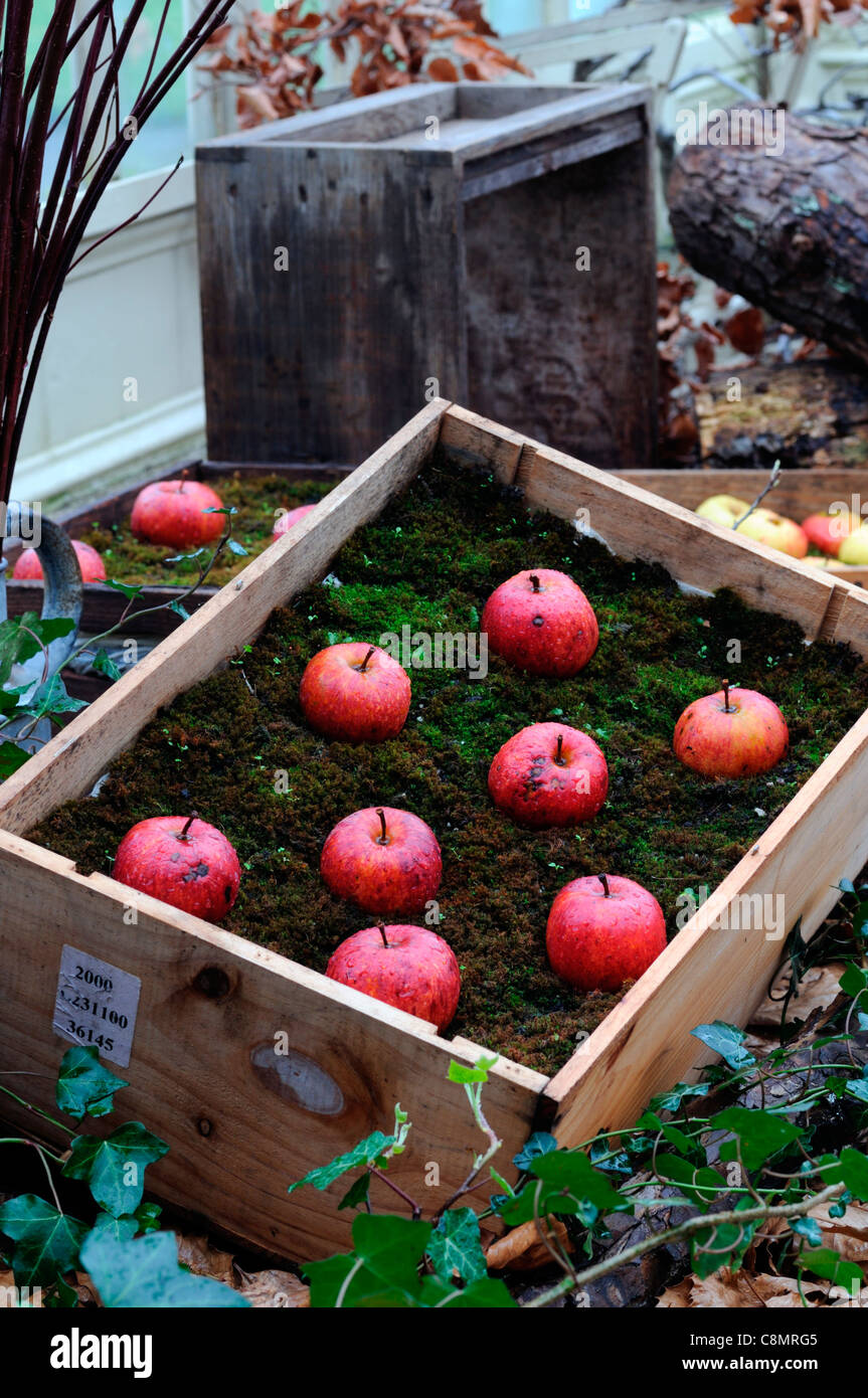 gespeichert in Moos Holzkisten Kisten Herbst ausgekleidet Äpfel anzeigen Anordnung zeigen schlechte unsachgemäße Fäulnis Stockfoto