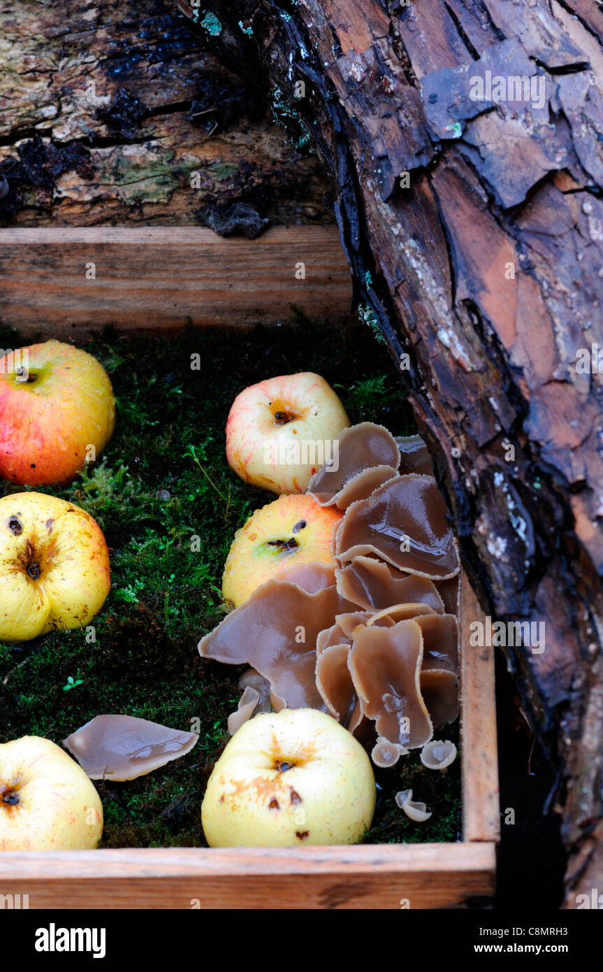 gespeichert in Moos Holzkisten Kisten Herbst ausgekleidet Äpfel anzeigen Anordnung zeigen schlechte unsachgemäße Fäulnis Stockfoto