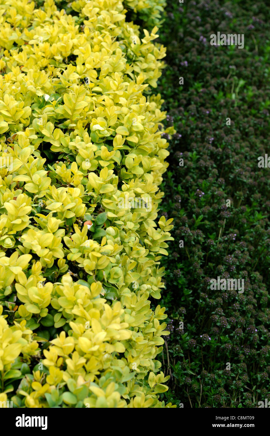 niedrige abgeschnittene Buxus box Hecke Closeup selektiven Fokus Evergreens Oberflächen Kanten Kanten perfekt Stockfoto