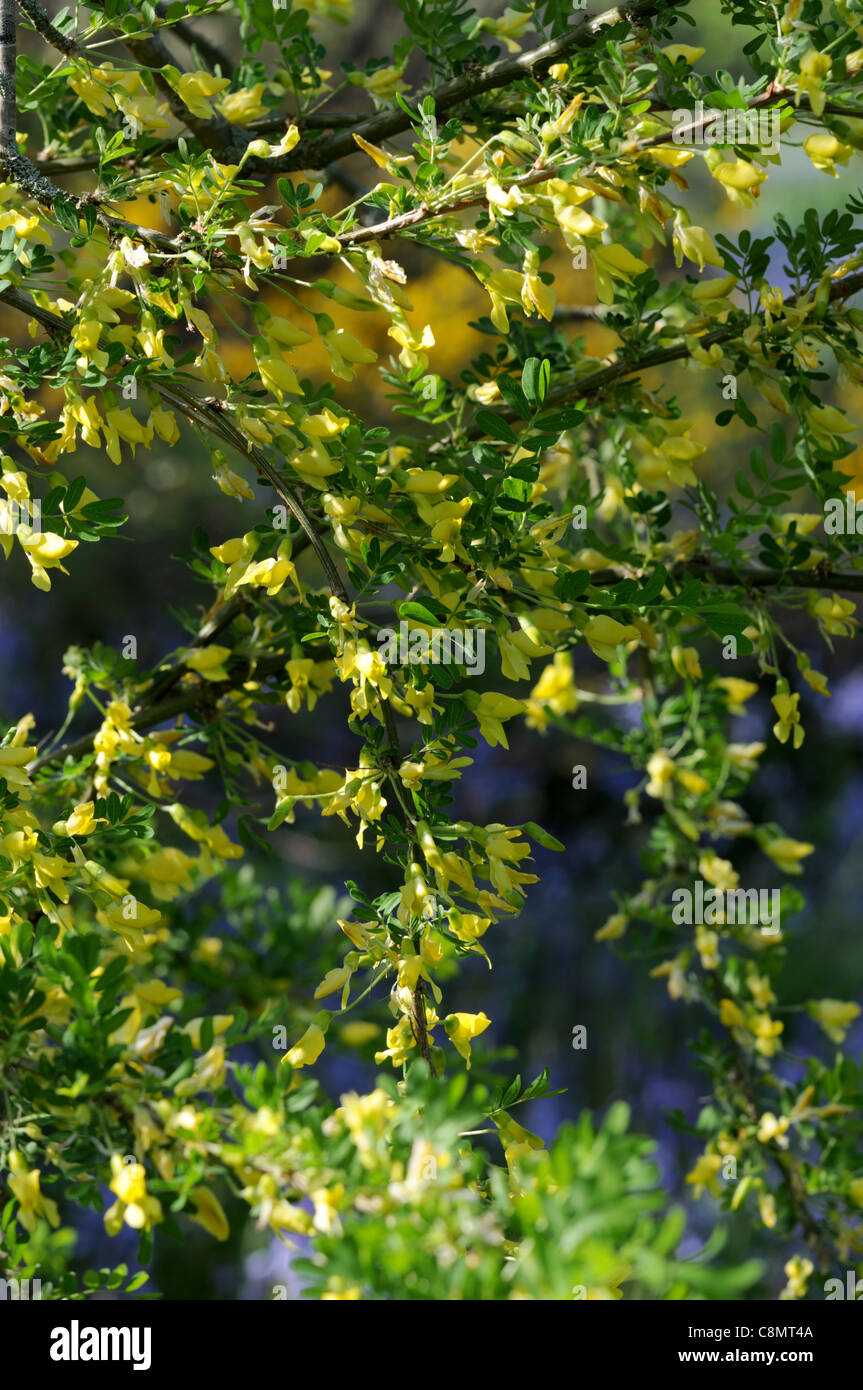 Caragana X sophorilia Erbse Strauch gelbe Blumen blühen gelbe Laub grüne Zweige Frühjahr Stockfoto