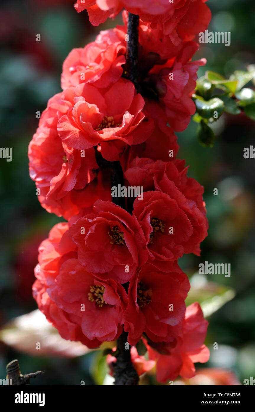 Chaenomeles Speciosa "Phyllis Moore" japanische blühende Quitte Sorte