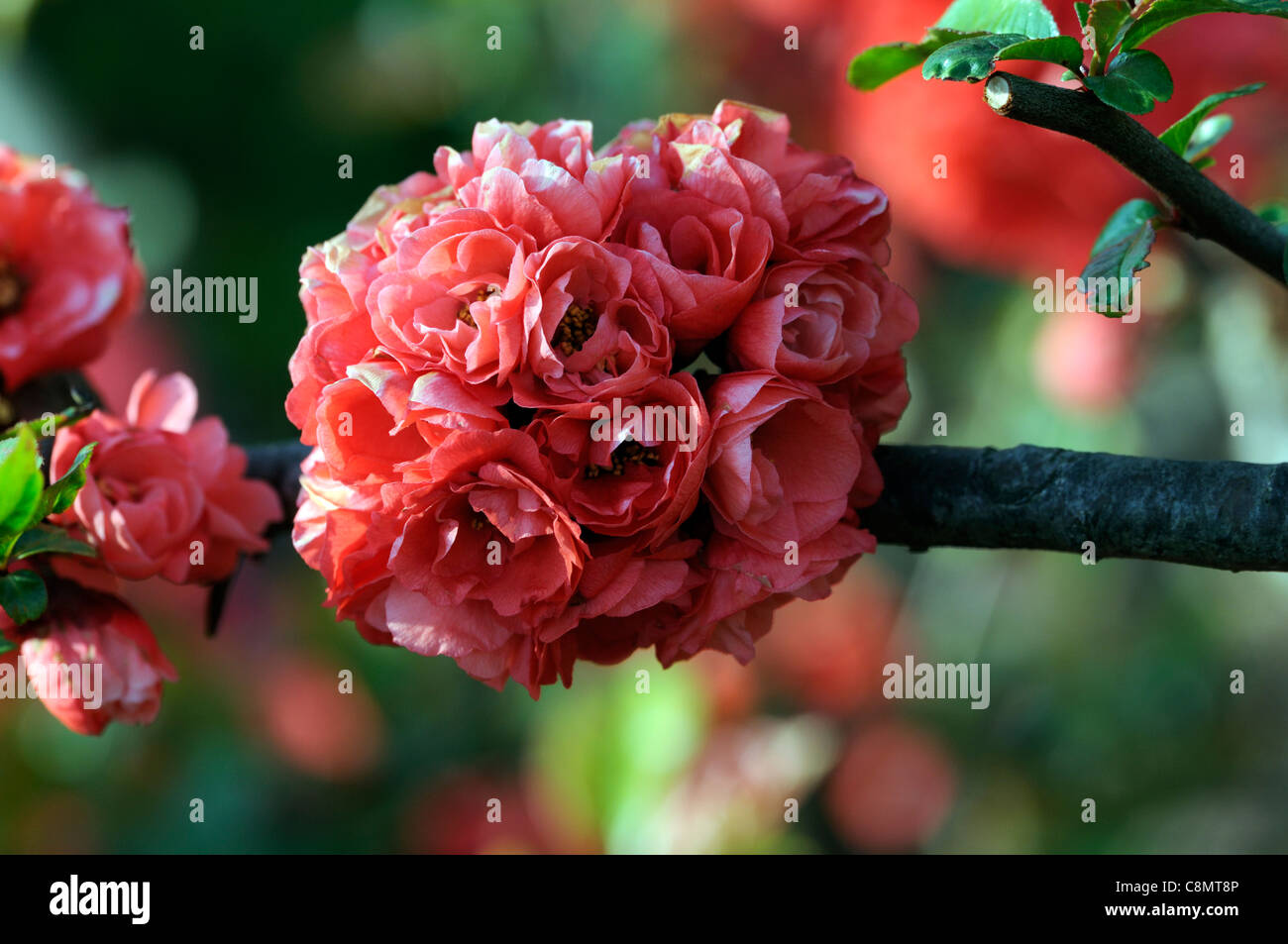 Chaenomeles Speciosa "Phyllis Moore" japanische blühende Quitte Sorte