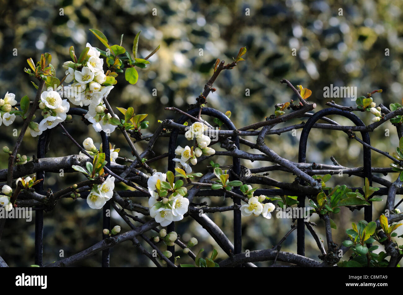 Blühende Quitte Chaenomeles Speciosa Nivalis Sorte Strauch weiße Blüten Frühling Blume Blüte Blüte Zug ausgebildete Zaun wachsen Stockfoto