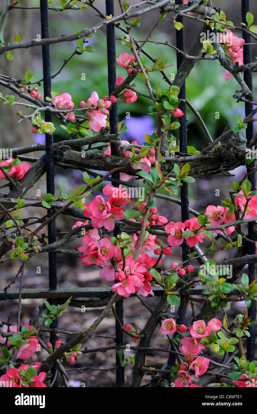 Blühende Quitte Chaenomeles X superba Pink Lady Sorte Strauch rote
