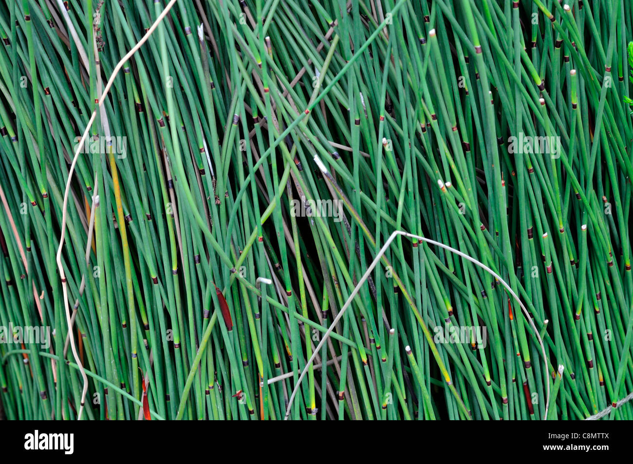 Stiele Chondropetalum Tectorum südafrikanischen Restio Farben Farben grün Schilf stammen Schilf Nahaufnahmen Nahaufnahmen USV Stockfoto