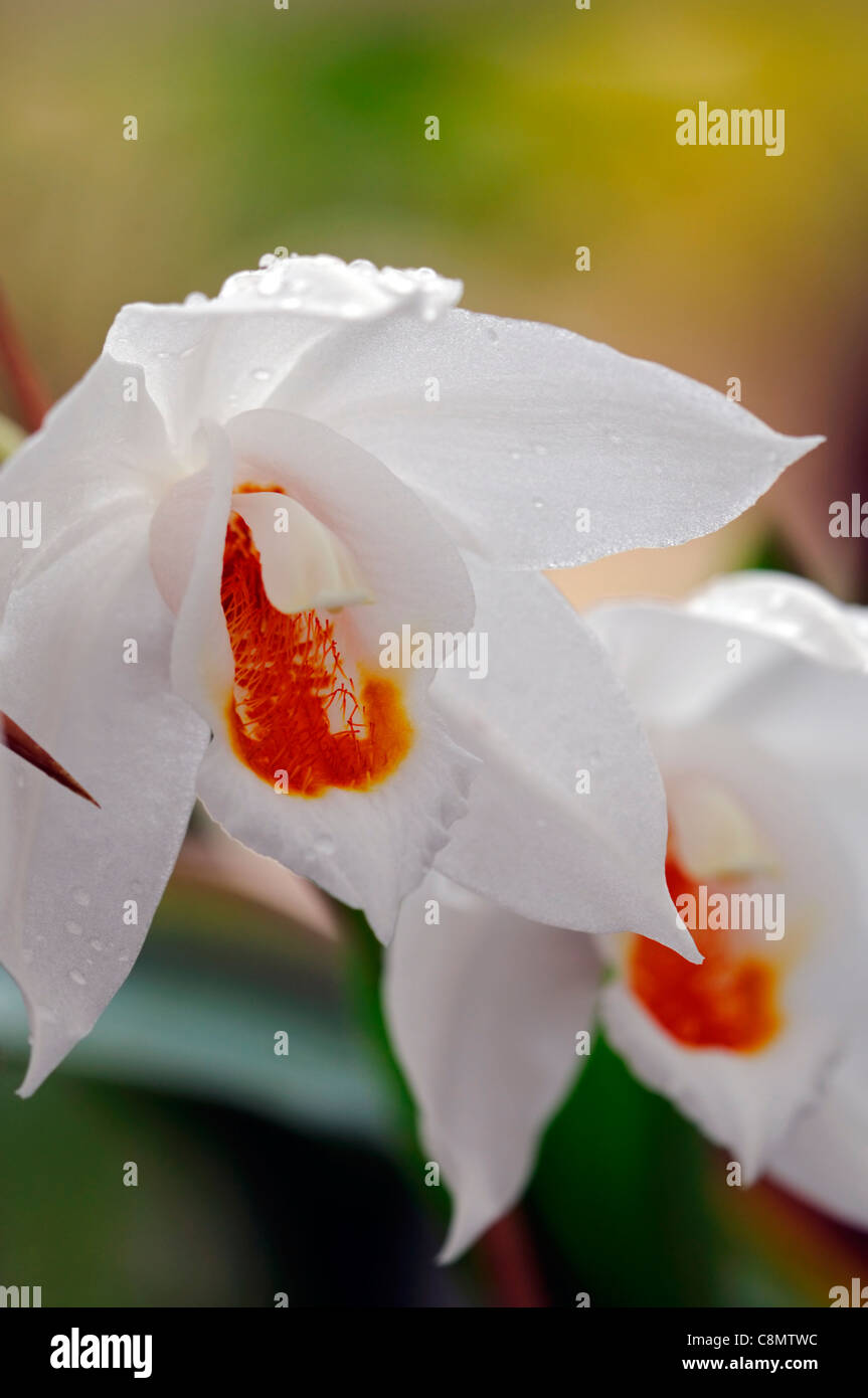 Coelogyne Mooreana Orchideen Arten Variante Sorte geöffnete Blüten blühen weiße Blüte orange Stockfoto