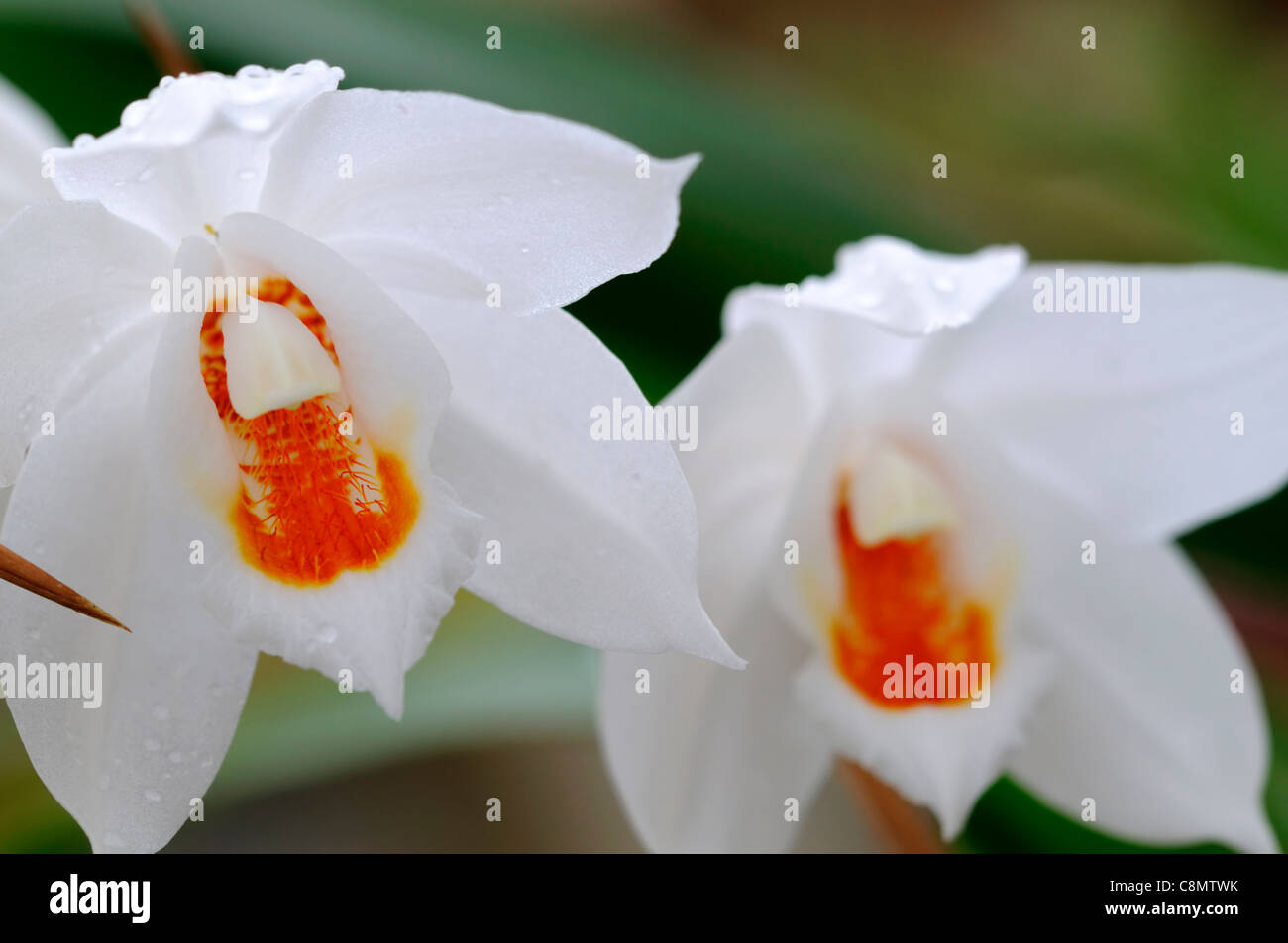Coelogyne Mooreana Orchideen Arten Variante Sorte geöffnete Blüten blühen weiße Blüte orange Stockfoto