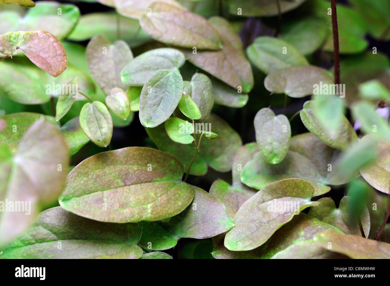 Epimedium Grandiflorum Roseum Werk Porträts Closeup Frühling kann verlässt Bronze braun Blatt Bodendecker Bodendecker Laub rot Stockfoto