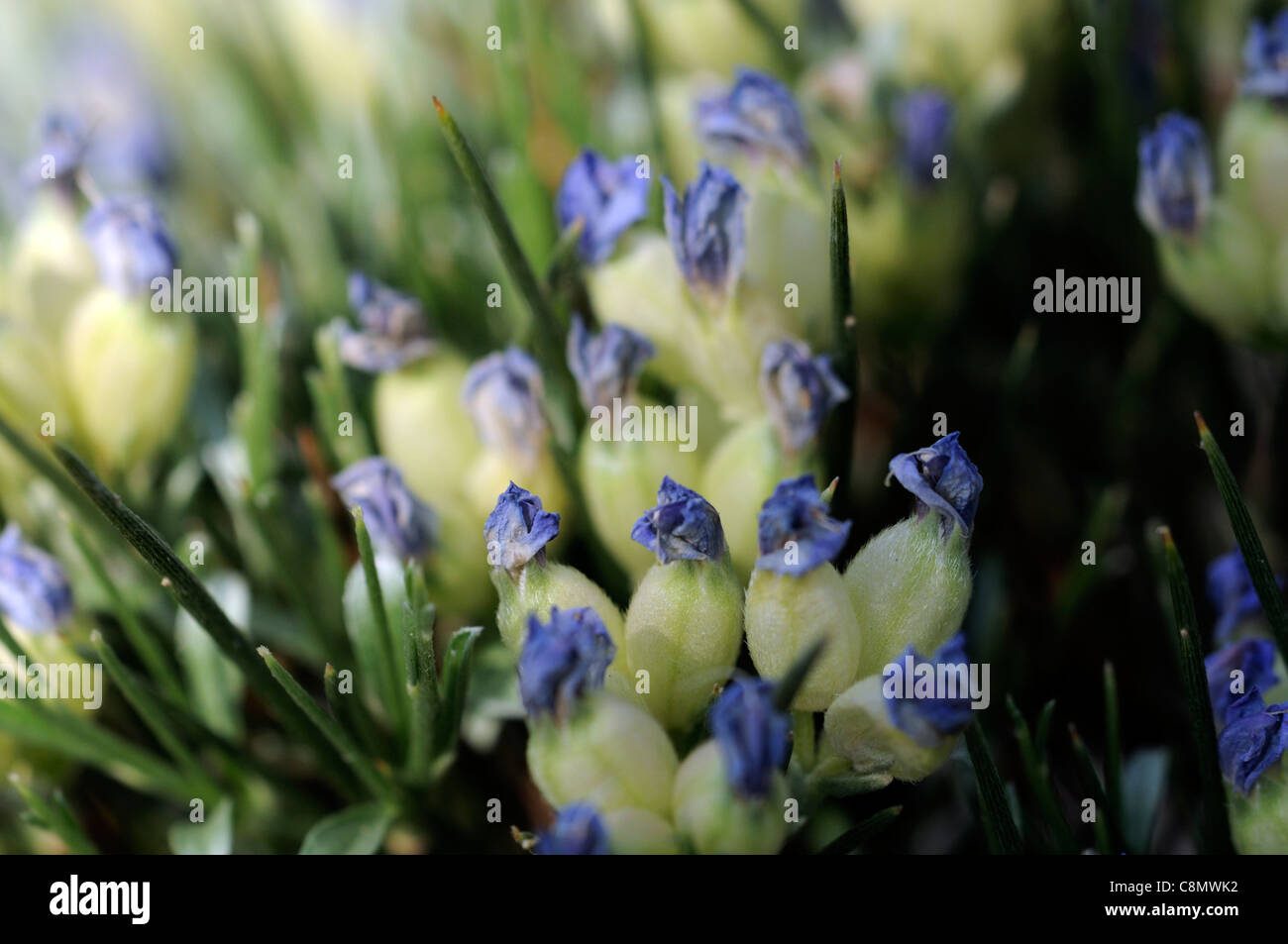 Erinacea Anthyllis Igel Besen blau Besen, Filiale Thorn blaue Spitzen Spitze gekrönt oberen weißen Blüten blühen Blüte Frühling Stockfoto