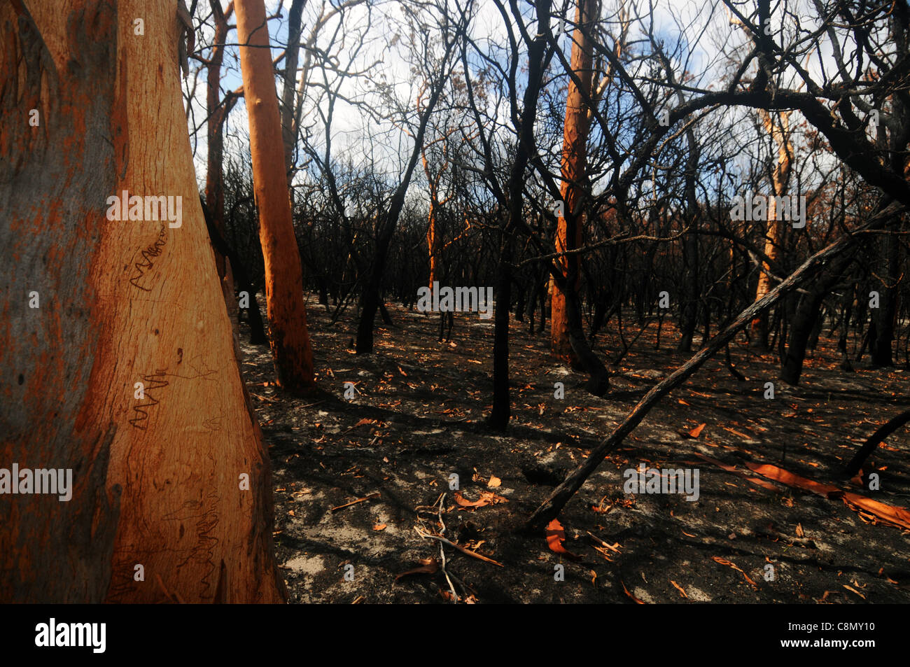Wald verbrannt durch Buschfeuer, einschließlich scribbly Zahnfleisch (Eukalyptus Racemosa), Fraser Island World Heritage Area, Australien Stockfoto