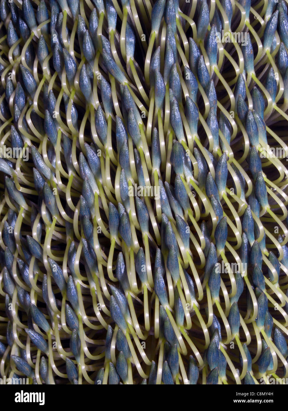 Detail der Blüte der Sumpf Banksien (Banksia Robur), Fraser Island World Heritage Area, Queensland, Australien Stockfoto