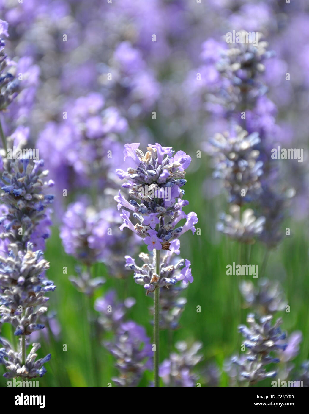 Lavendel, Pflanzen, Stockfoto