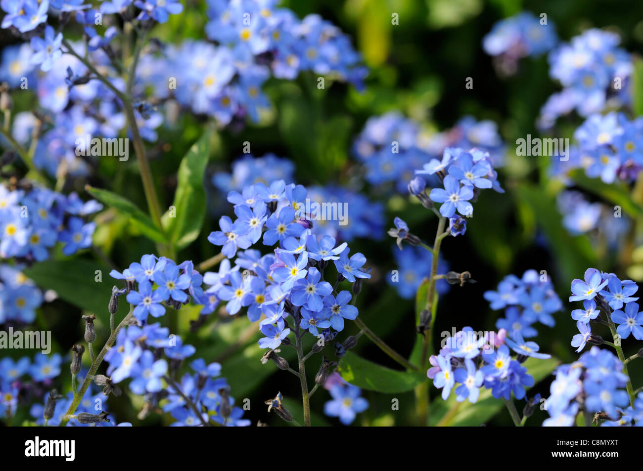 Myosotis Sylvatica blaue Kugel vergessen mir Habenichtse blau lila Blumen Blüte Blüten Nahaufnahmen Nahaufnahmen USV Frühling selektiven Fokus Stockfoto