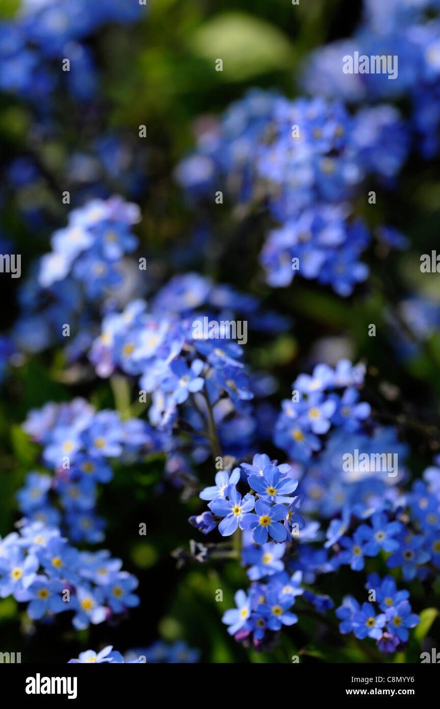 Myosotis Sylvatica blaue Kugel vergessen mir Habenichtse blau lila Blumen Blüte Blüten Nahaufnahmen Nahaufnahmen USV Frühling selektiven Fokus Stockfoto