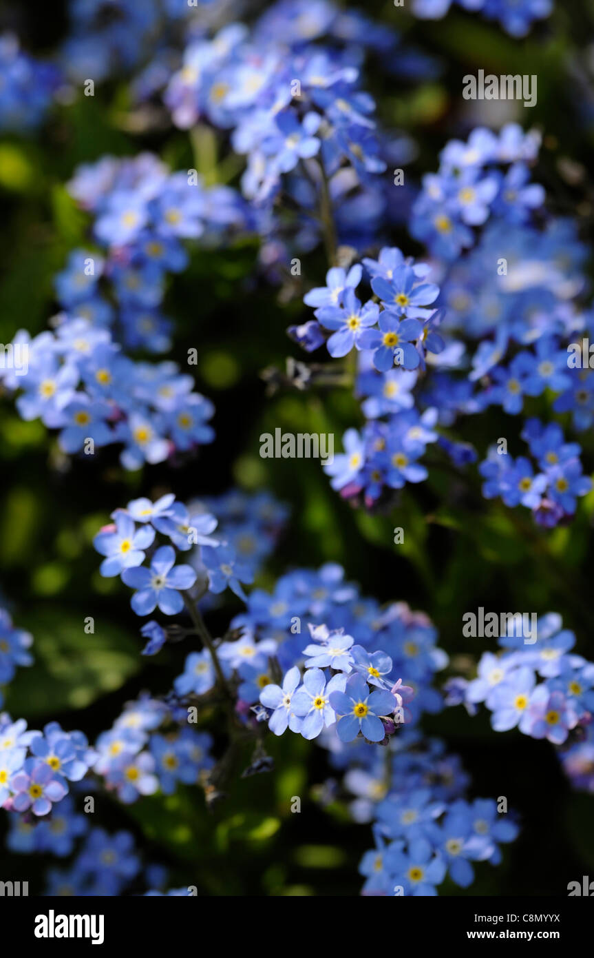 Myosotis Sylvatica blaue Kugel vergessen mir Habenichtse blau lila Blumen Blüte Blüten Nahaufnahmen Nahaufnahmen USV Frühling selektiven Fokus Stockfoto